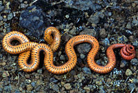 Northwestern Ring-necked Snake