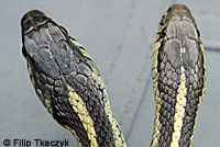 Puget Sound Gartersnake