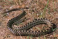 Great Basin Gopher Snake