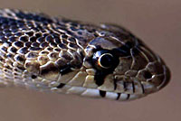 Great Basin Gopher Snake