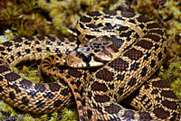 Pacific Gopher Snake