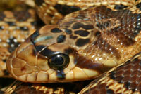 Pacific Gopher Snake