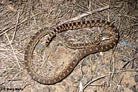 Great Basin Gopher Snake