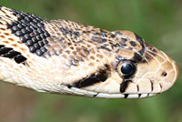 Great Basin Gopher Snake