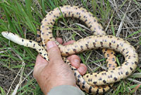 Great Basin Gopher Snake