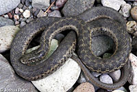 Oregon Gartersnake