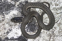 Oregon Gartersnake