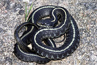 Oregon Gartersnake