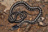 Mountain Gartersnake