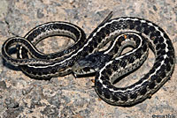 Mountain Gartersnake