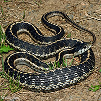 Mountain Gartersnake