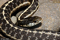 Mountain Gartersnake