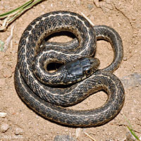 Mountain Gartersnake