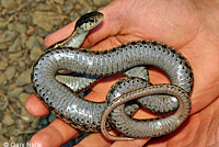 Mountain Gartersnake