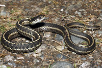 Wandering Gartersnake