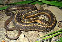 Wandering Gartersnake