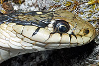 Wandering Gartersnake