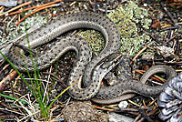 Wandering Gartersnake