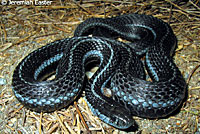 Northwestern Gartersnake