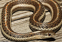 Northwestern Gartersnake