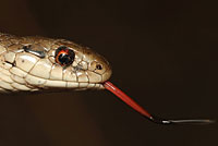 Northwestern Gartersnake