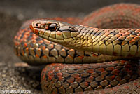 Northwestern Gartersnake