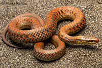 Northwestern Gartersnake