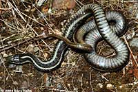 Northwestern Gartersnake