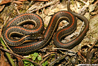 Northwestern Gartersnake