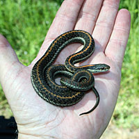 Northwestern Gartersnake