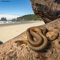 Northwestern Gartersnake