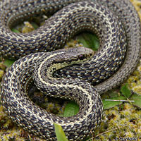 Northwestern Gartersnake