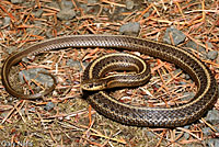 Northwestern Gartersnake