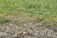 Northwestern Gartersnake