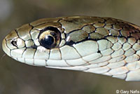 Northwestern Gartersnake