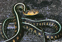 Red-spotted Gartersnake