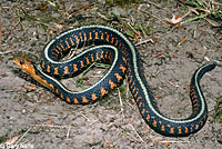 Red-spotted Gartersnake