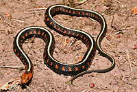 Red-spotted Gartersnake