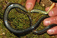 Red-spotted Gartersnake