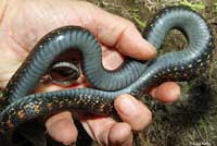 Red-spotted Gartersnake