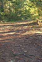 Valley Gartersnake habitat