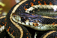 Valley Gartersnake