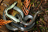 Valley Gartersnake