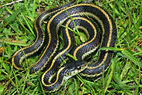 Valley Gartersnake