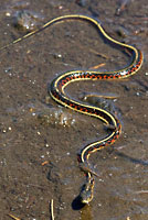 Valley Gartersnake