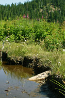 Valley Gartersnake habitat