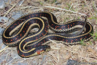 Valley Gartersnake