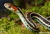 Common Gartersnake