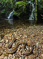 Common Gartersnake