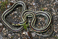 Valley Gartersnake